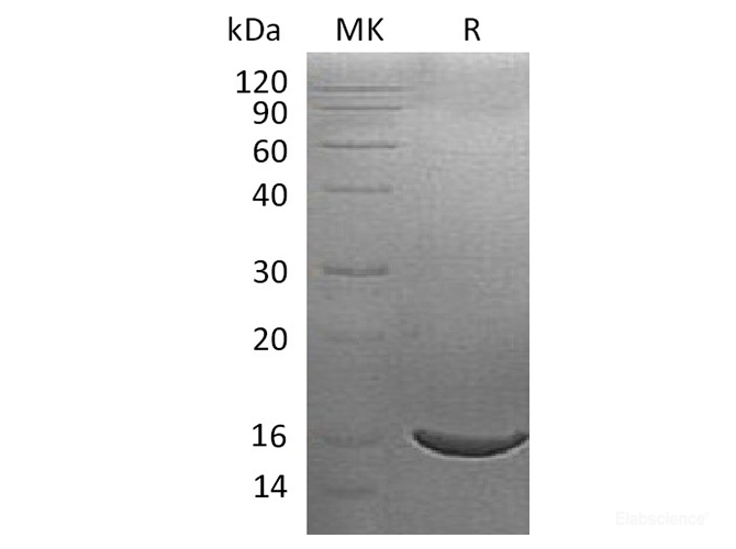 Recombinant Human ISG15 / G1P2 Protein (C-His)-Elabscience
