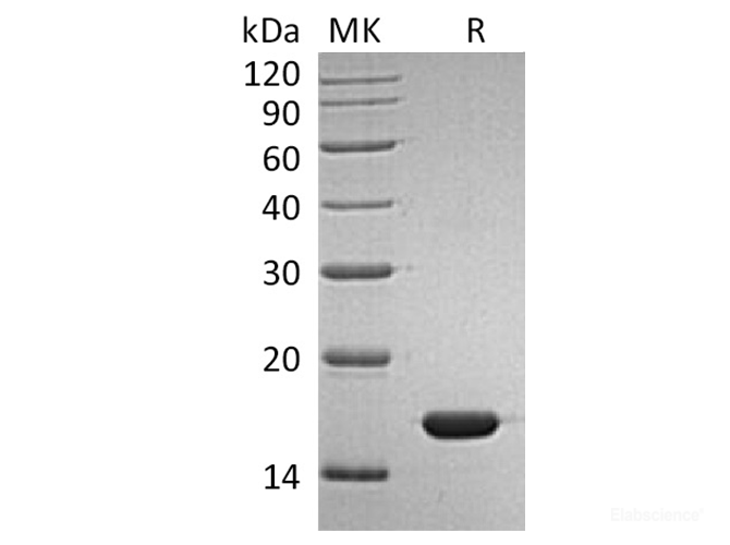 Recombinant Human IFNα2b / IFNA2 Protein-Elabscience