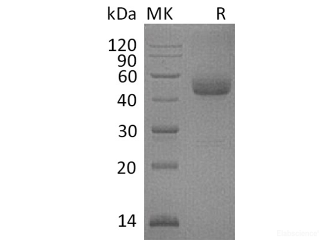 Recombinant Human ICOS / AILIM / CD278 Protein (C-Fc)-Elabscience