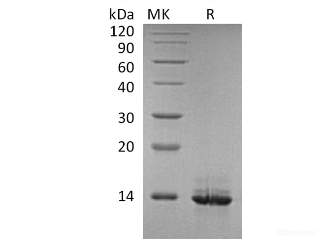 Recombinant Human HMGB1 / HMG1 Protein-Elabscience