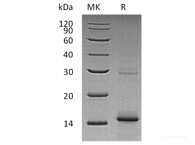 Recombinant Human GDF-5 / BMP-14 Protein-Elabscience
