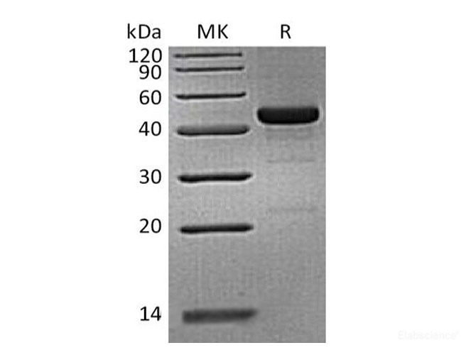 Recombinant Human GITR / TNFRSF18 Protein (C-mFc)-Elabscience