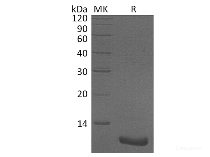 Recombinant Human CXCL2 / MIP-2 Protein-Elabscience