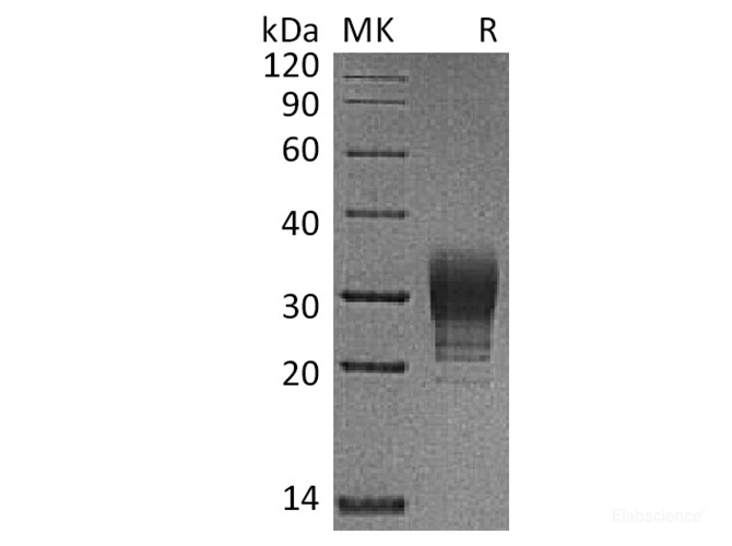 Recombinant Human CREG / CREG1 Protein (C-His)-Elabscience