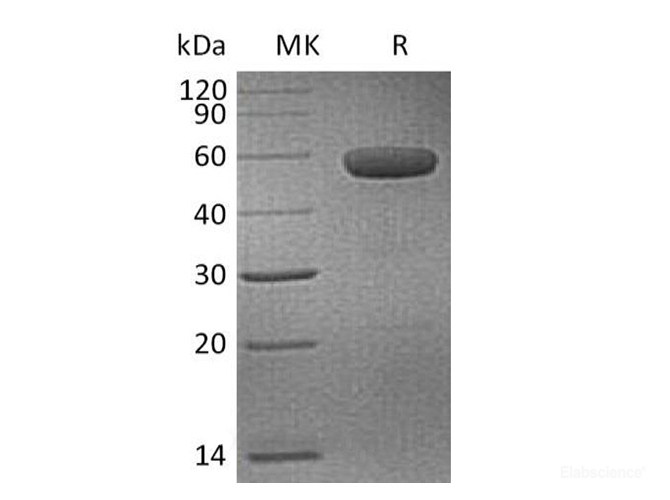 Recombinant Human CD40 / TNFRSF5 Protein (C-mFc)-Elabscience