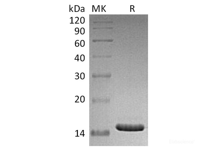 Recombinant Human CD40L / CD154 / TNFSF5 Protein-Elabscience