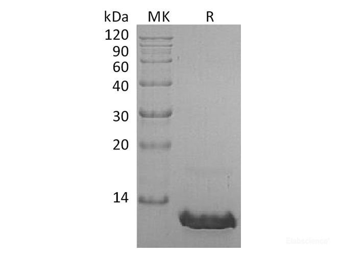 Recombinant Human CCL8 / MCP-2 Protein-Elabscience