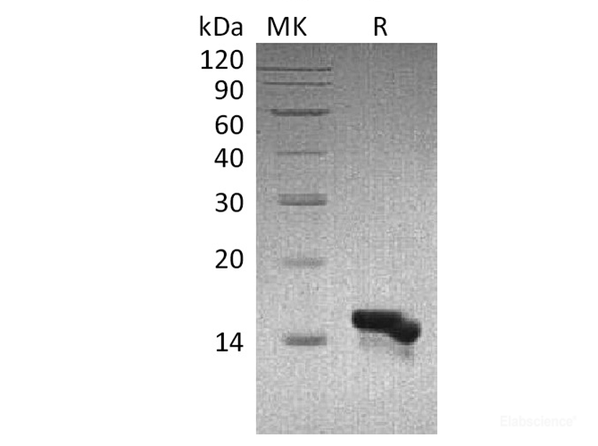 Recombinant Human CCL28 Protein-Elabscience