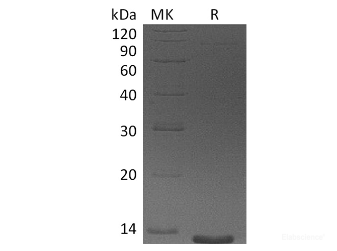 Recombinant Human CCL26 / Eotaxin-3 Protein-Elabscience