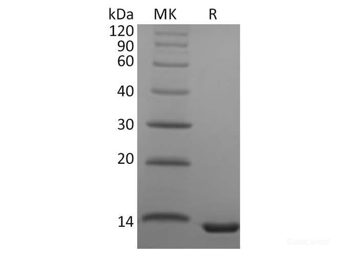 Recombinant Human CCL23 / Ck beta 8-1 Protein-Elabscience