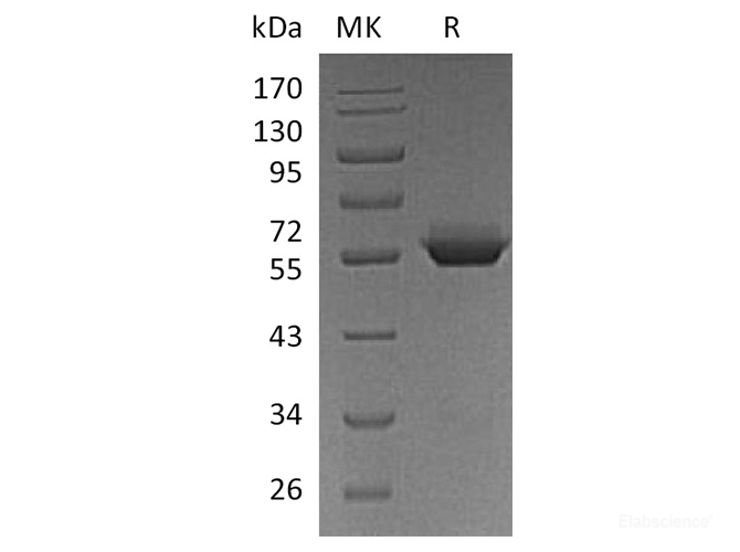 Recombinant Human BTN3A1 / CD277 Protein (C-Fc)-Elabscience