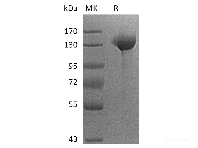 Recombinant Human SIGLEC2 / CD22 Protein (C-Fc)-Elabscience