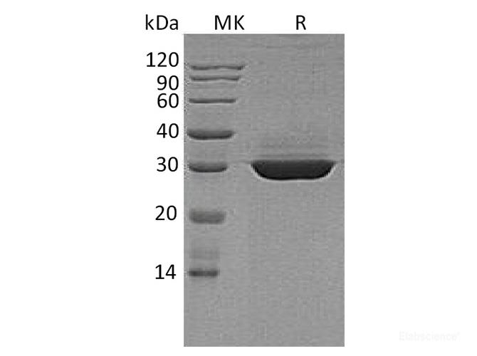 Recombinant Human Apolipoprotein A-I / ApoA1 Protein (C-His)-Elabscience