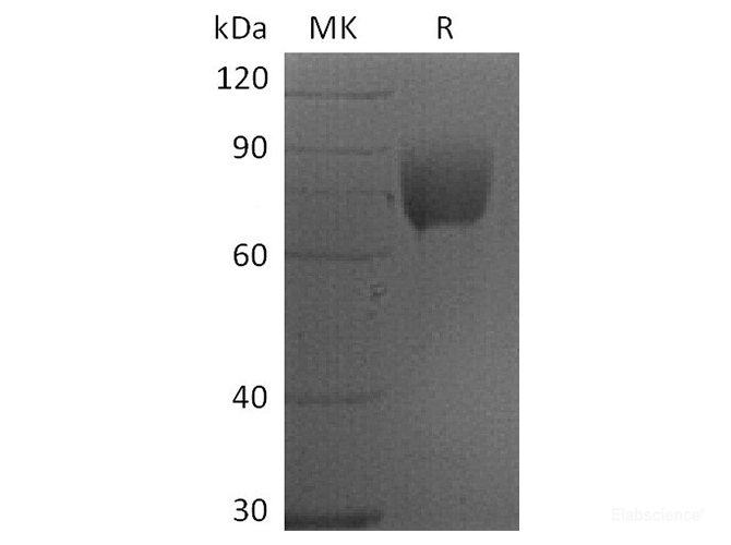 Recombinant Human B7-1 / CD80 Protein (C-mFc)-Elabscience