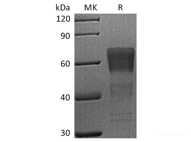 Recombinant Human CD28 / TP44 Protein (C-mFc)-Elabscience