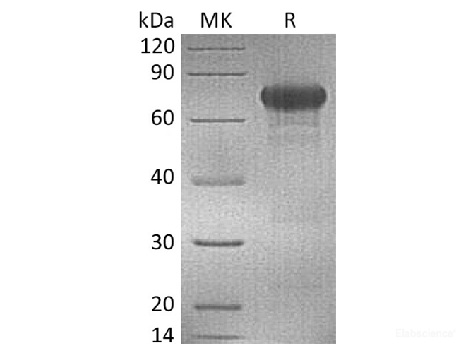 Recombinant Human OX40 / TNFRSF4 Protein (C-mFc)-Elabscience