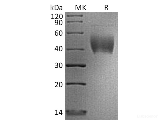 Recombinant Human PD-L2 / B7-DC / CD273 Protein (C-His-Avi)-Elabscience