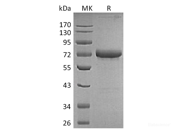 Recombinant Human OX40 / TNFRSF4 Protein (C-Fc-Avi)-Elabscience