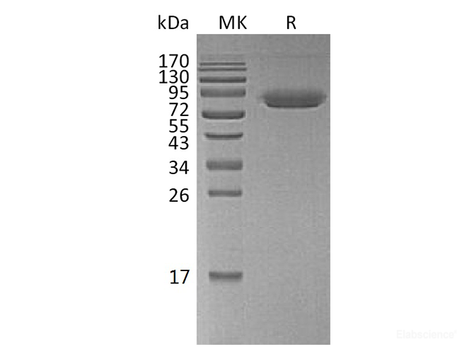 Recombinant Human CD47 / IAP Protein (C-Fc-Avi)-Elabscience