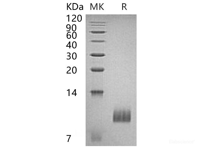 Recombinant Human S100A2 Protein-Elabscience
