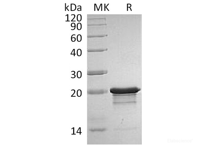 Recombinant Human / Mouse  Fibroblast growth factor 8 / FGF-8b Protein-Elabscience