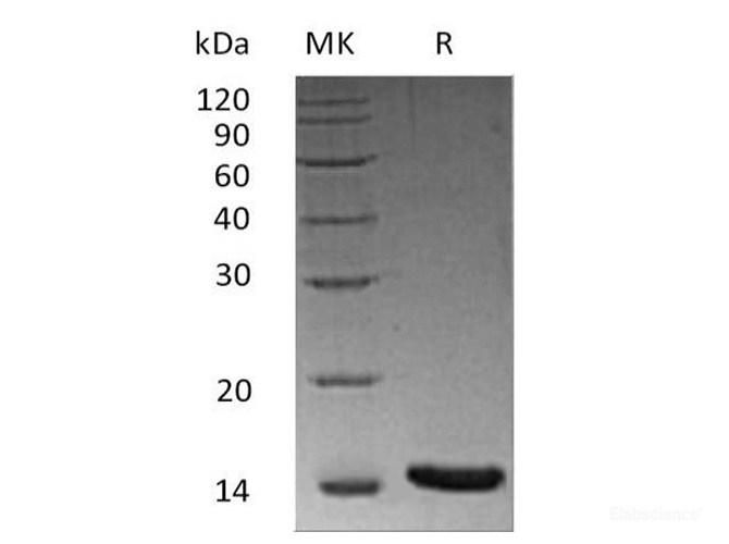 Recombinant Human / Mouse / Rat Activin A / INHBA Protein-Elabscience