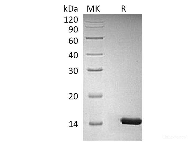 Recombinant Human / Mouse / Rat BDNF Protein-Elabscience