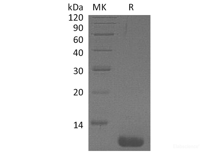 Recombinant Human CCL1/I-309 Protein-Elabscience