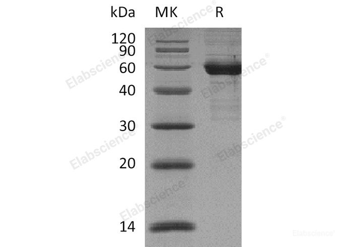 Recombinant Human Sialic acid-binding Ig-like lectin 15/Siglec-15/CD33L3 (C-mFC)