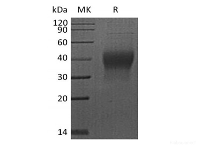 Recombinant Human PDCD1/PD-1/CD279 (C-6His-Avi) Biotinylated