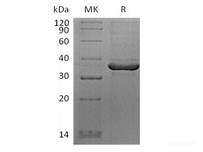 Recombinant Human FGL1 (C-Avi-6His) Biotinylated