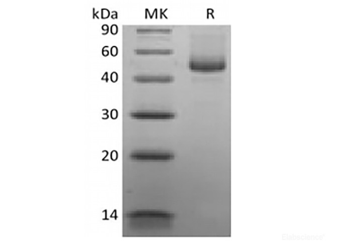 Recombinant Human CD27 Ligand/TNFSF7/CD70 (C-mFc)