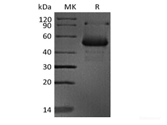 Recombinant Human CD40 Ligand/CD40L//TNFSF5 (N-mFc)
