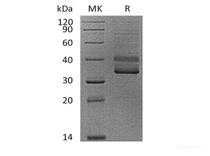 Recombinant Human CD3 epsilon/CD3E (C-mFC)