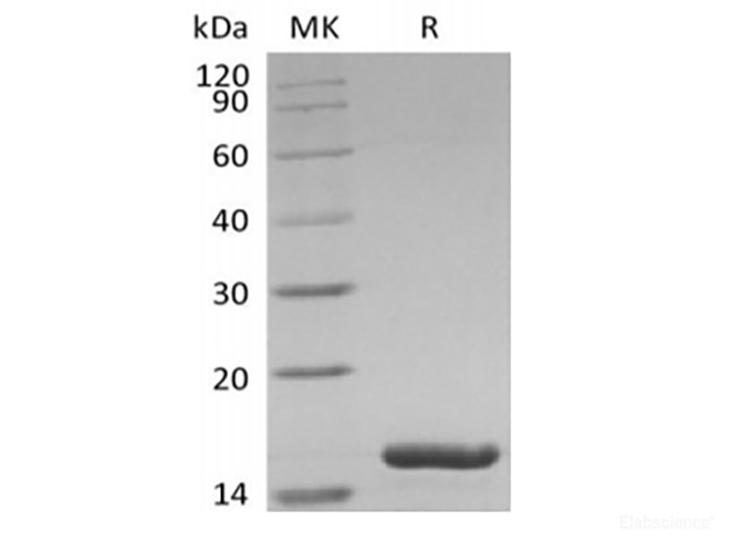 Recombinant Human Interleukin-36 alpha/IL-36 alpha