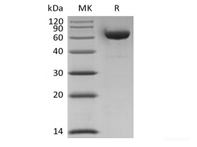 Recombinant Human LAG-3/CD223 (C-6His-Avi) Biotinylated