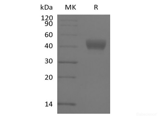 Recombinant Human ADP-ribosyl Cyclase/cyclic ADP-ribose Hydrolase 1/CD38 (N-6His-Avi) Biotinylated
