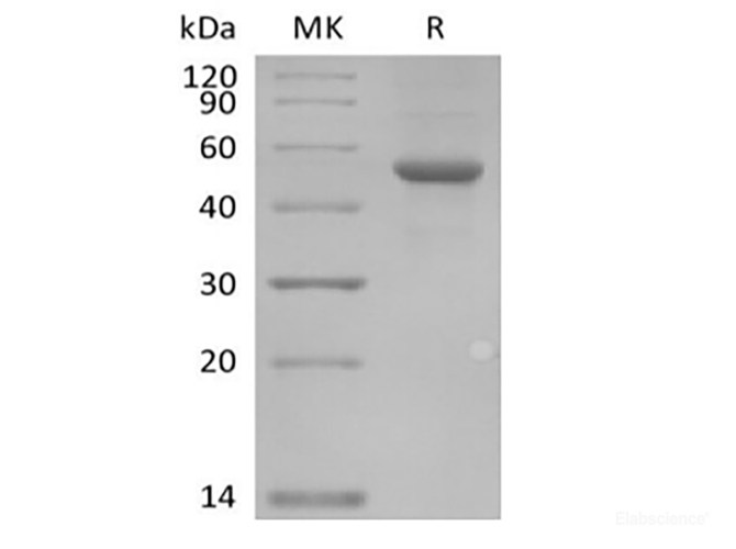 Recombinant Human ILDR2 (C-Fc)