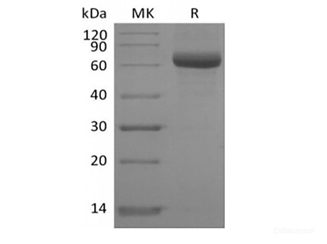 Recombinant Human Sialic acid-binding Ig-like lectin 15/Siglec-15/CD33L3 (C-FC-Avi) Biotinylated