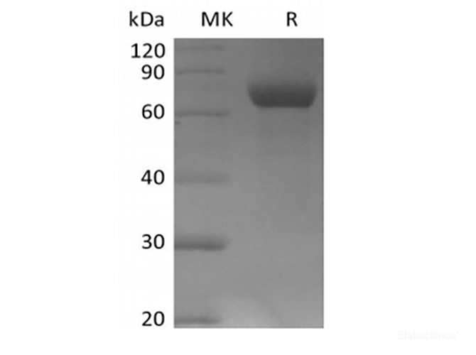Recombinant Human Leukocyte Ig-Like Receptor B2/LILRB2/ILT4/CD85d (C-Avi-6His) Biotinylated