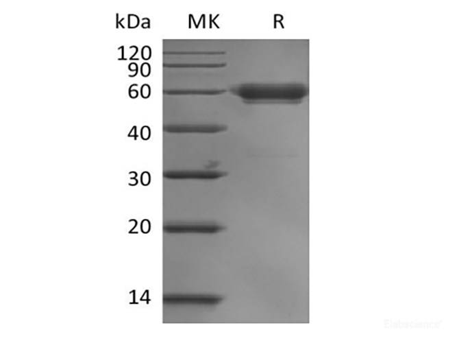 Recombinant Human Leukocyte-associated Immunoglobulin-like Receptor 1/LAIR1/CD305 (C-mFc)