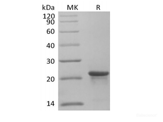 Recombinant Human KRAS4B(G12C, N-6His)