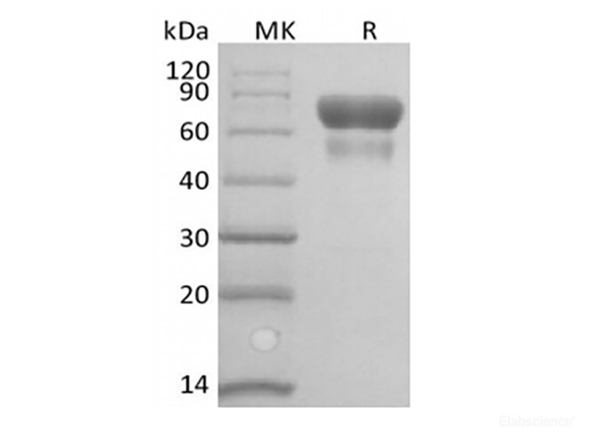 Recombinant Human/Cynomolyus CD28/TP44 (C-Fc-Avi) Biotinylated