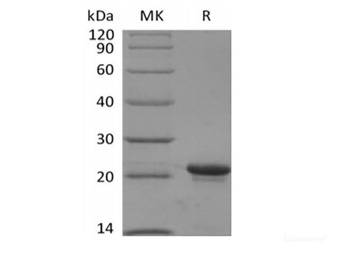 Recombinant Human KRAS4B(G12V, N-6His)