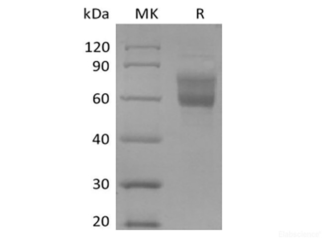 Recombinant Human Mucin-1/MUC-1 (C-Fc-Avi)  Biotinylated