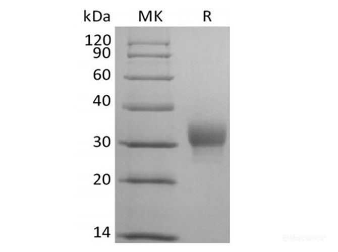 Recombinant Human Leukocyte-associated Immunoglobulin-like Receptor 1/LAIR1/CD305 (C-Avi-6His) Biotinylated