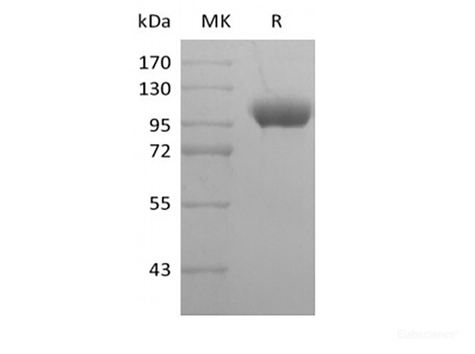 Recombinant Human Leukocyte Ig-Like Receptor B1/ LILRB1/ILT2/CD85j (C-Fc)