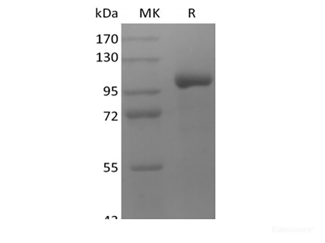 Recombinant Human LRRC32/GARP (C-Fc)