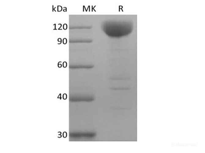 Recombinant Human Siglec-10 (C-Fc-Avi) Biotinylated