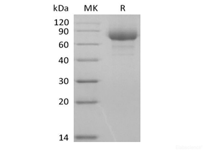 Recombinant Human Leukocyte Ig-Like Receptor A3/LILRA3/ILT6/CD85e (C-6His-Avi) Biotinylated